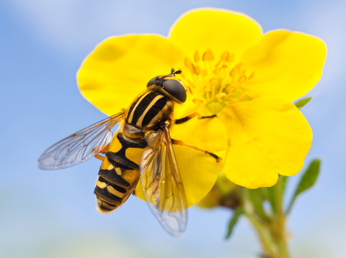 Hoverfly - Helophilus pendulus 4